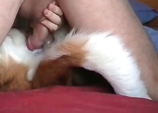 Yummy semen is the thing that this dog craves