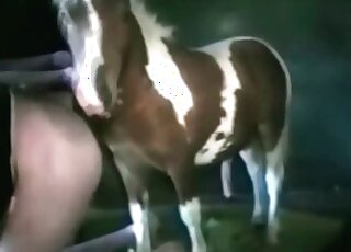 Filthy stallion gets freaky in a free porn video