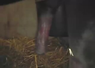 Big-dicked stallion showing off for the camera
