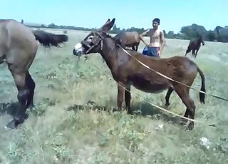 Stunning horse fuckery featured in HD quality