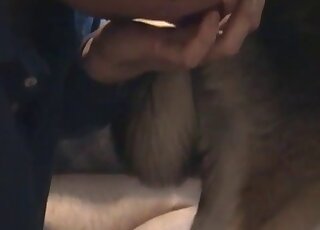 Passionate blowjob for a good-looking animal