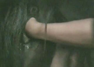 Rancher pushes his hand in horse poop chute