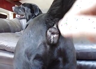 Ass stimulation is all this dog really needs tbh