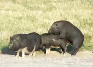 Awesome doggy style fucking with hot beasts