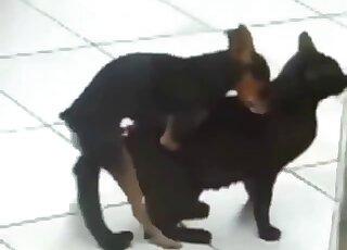 Cute-looking small doggy fucked a cute cat on camera