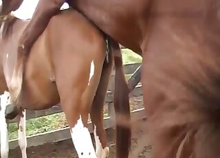 Brutal horse sex action with a pretty nice zoo slut - 種馬 アニマルポータルサイト  