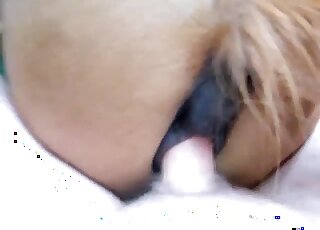 Mare cunt getting screwed from behind in POV