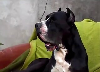 Women blow a dog before cumming like crazy