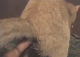 Cat-themed zoo porn with HARD anal fingering