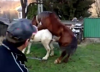 Zoophile records stallion fucking a sexy mare