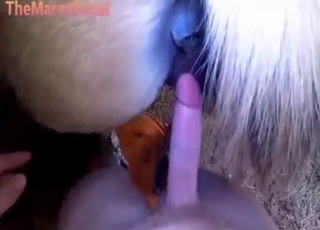 Hot pussy mare stretched by his MEATY dong