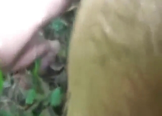 Horse with a perfect body fucked by a dude