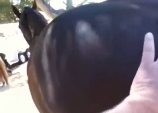 Brown mare is about to enjoy some fingering