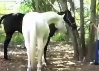 Zoo sex clip with a white stallion fucking mare