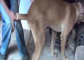 The sweetest gay zoophile handjob out there