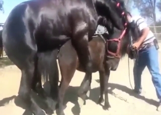 Sexy stallion experience with a hot horse here