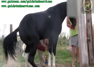 زوفائل صرف گھوڑے کو بھاڑ میں جانے کا انتظار نہیں کرسکتا