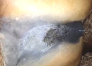 Hot MILF mare getting fucked by a guy's cock