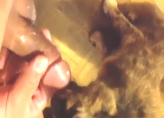 Hot bestiality porn shows a cat that licks dick