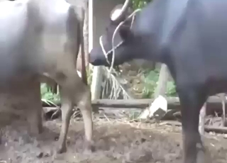 Twisted taboo fuck with cows that fuck cows