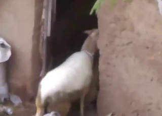 Sheep and dog fuck scene with no stopping