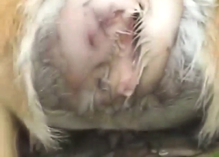 Dirty deer dicking session with a sexy beast