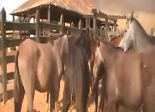 Stallion sexiness with two beasts banging hard