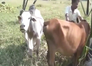 Two cows are going to fuck outside, so hard