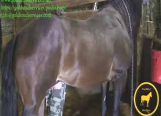 Stallion's cock looks yummy in this video