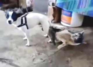 Bestiality porn with cats and dogs fucking around