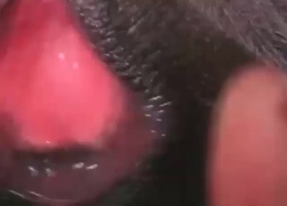 Close-ups look sublime as he fucks a mare