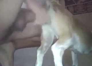 Anal fuck with a dog goes especially well