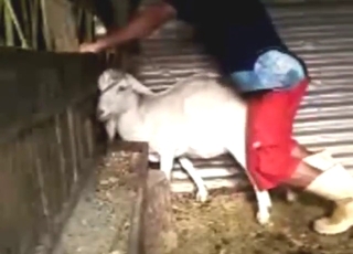 Gaping session with a goat, white beast GAPED