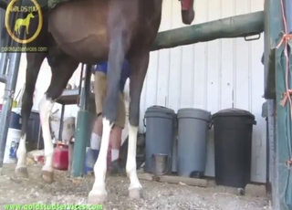 Dude uses a toy to jack off this horny horse