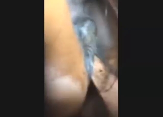 Steamy porn showing a guy fucking a mare