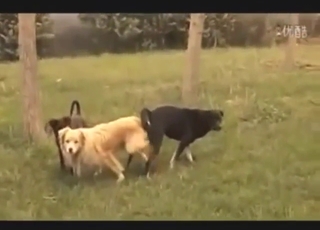 Amazing pig fuck scene with two beasts climaxing