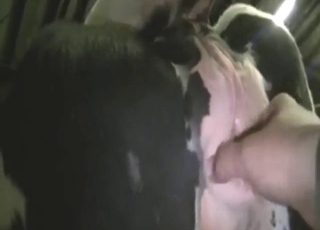 بقرة تتبول على نفسها أثناء ممارسة الجنس العنيف