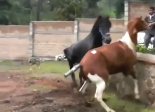 Brown mare getting fucked by a black stallion