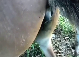 ممارسة الجنس مع الحمير والخيول، في العراء