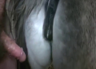 مشاهد جنسية حقيقية في حديقة حيوان تُظهر رجلاً يمارس الجنس مع تلك الفرس