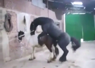 الفحل الأسود سيجعل هذه الفرس تصرخ