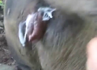 فيلم إباحي من منظور الشخص الأول عن محبي الحيوانات مع خنزيرة ذات فرج رطب