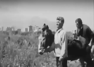 Donkey is going to get its hole fucked sneakily