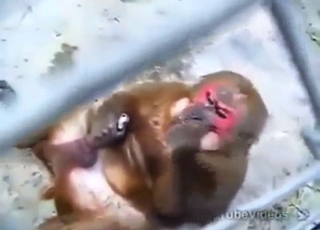 ممارسة القرود للعادة السرية في حديقة الحيوان، إنه أمر متوتر للغاية.