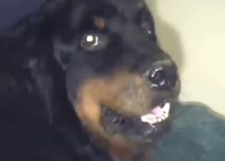 رجل وسيم سيجامع ذلك الكلب بعمق