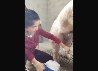 فتاة صينية تمارس الجنس مع قضيب هذا الخنزير المنتصب أيضاً