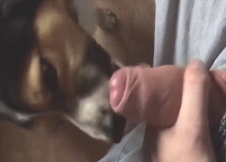 يوجد جرو وسيقوم بلعق قضيب سمين