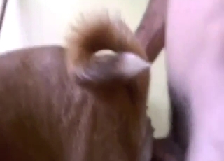 Dude is going to fuck that brown dog from behind