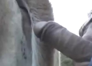 ممارسة الجنس مع الحيوانات مع الكثير من اللقطات المقربة لفرج البقرة