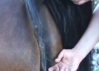 يبذل زوفيل جهودًا كبيرة لإبقاء الحصان سعيدًا